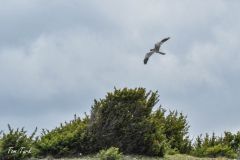 ptici-cres-75-of-106