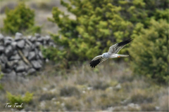 ptici-cres-79-of-106