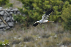 ptici-cres-81-of-106