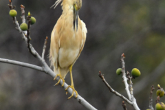 ptici-cres-88-of-106