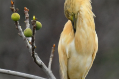 ptici-cres-90-of-106