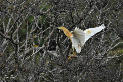 ptici-cres-91-of-106