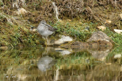 ptici-cres-92-of-106