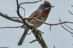 ptici-cres-94-of-106