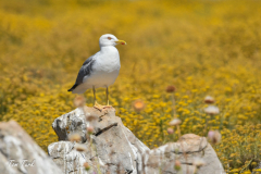 ptici-cres-95-of-106