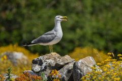 ptici-cres-96-of-106