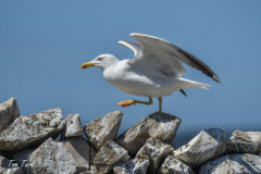 ptici-cres-97-of-106