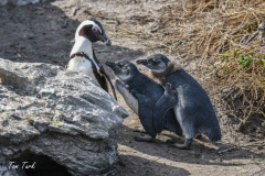 pokrajina-landscape-801