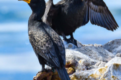 pokrajina-landscape-802