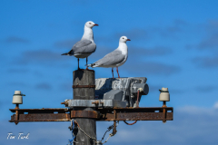 pokrajina-landscape-803