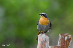 pokrajina-landscape-807