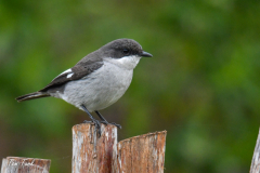 pokrajina-landscape-808