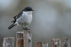 pokrajina-landscape-809