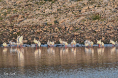 pokrajina-landscape-821