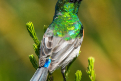 pokrajina-landscape-839