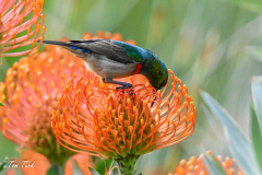 pokrajina-landscape-840