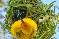 pokrajina-landscape-856