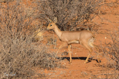 Juzna-Afrika-155