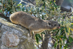 pokrajina-landscape-804