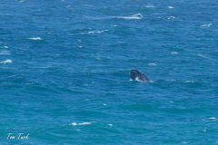 pokrajina-landscape-812