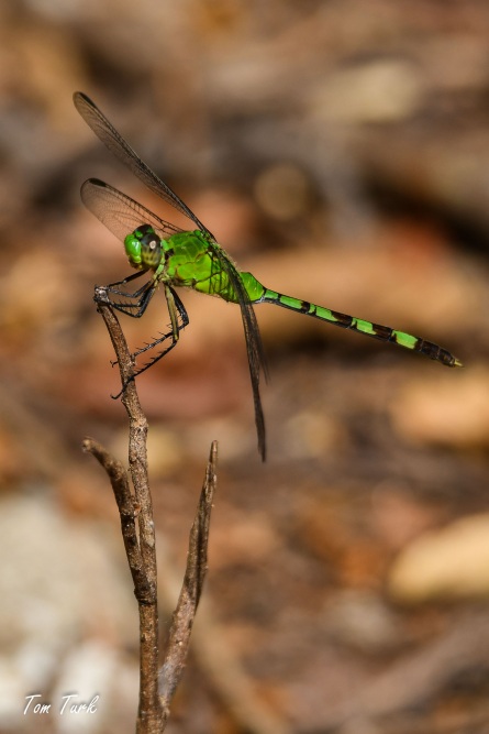 kačji pastirji/dragonflies