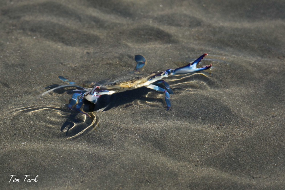 raki/crustaceans