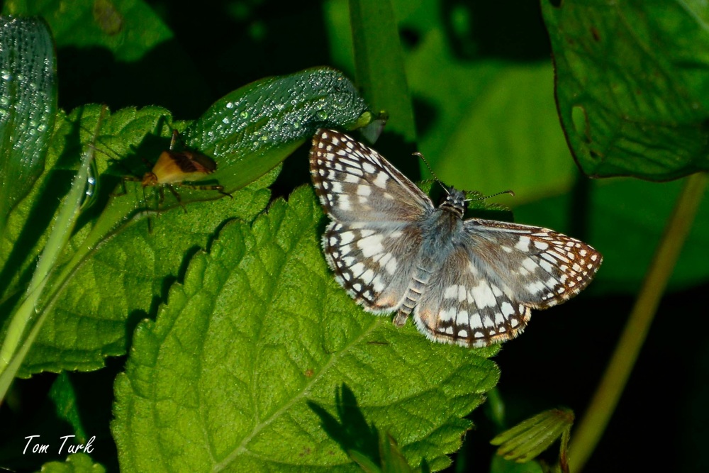 metulji/butterflies