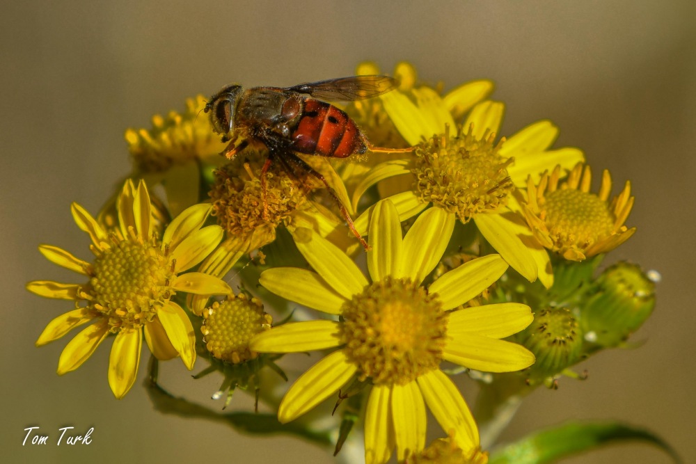 muhe(flies
