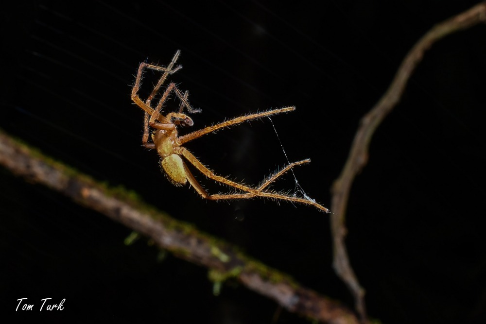 pajki/spiders