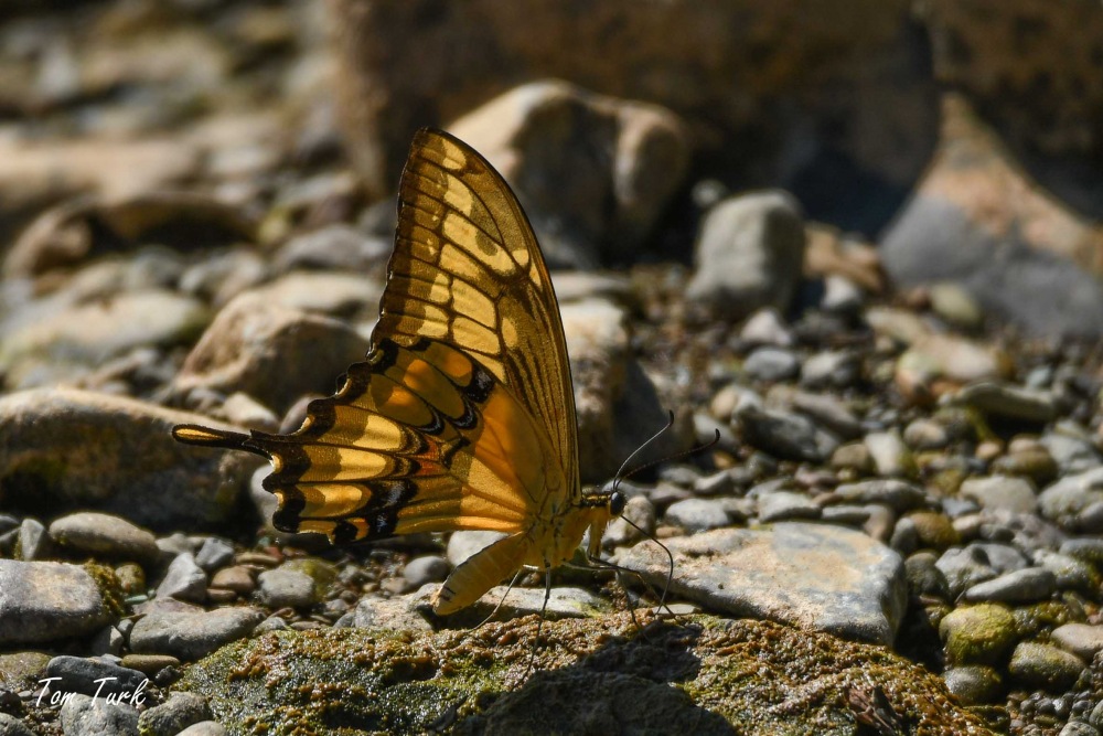metulji/butterflies