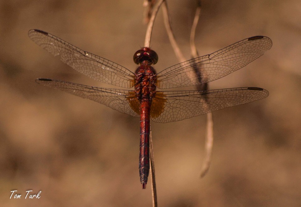 kačji pastirji/dragonflies
