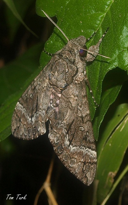 metulji/butterflies