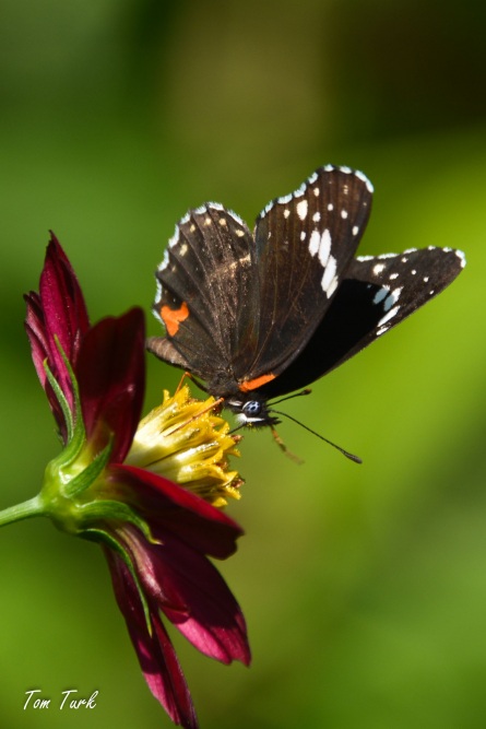 metulji/butterflies
