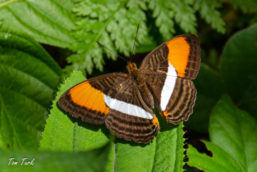 metulji/butterflies