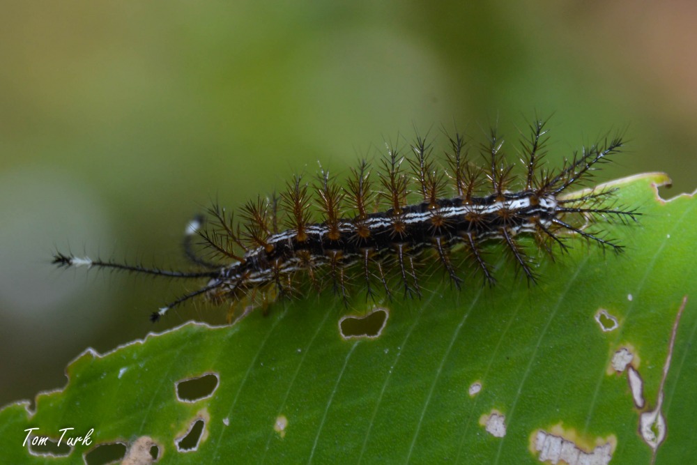 metulji/butterflies