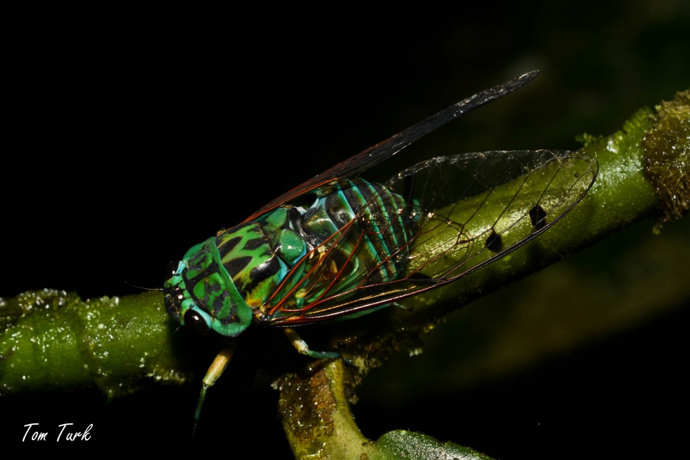 škržadi/cicadas