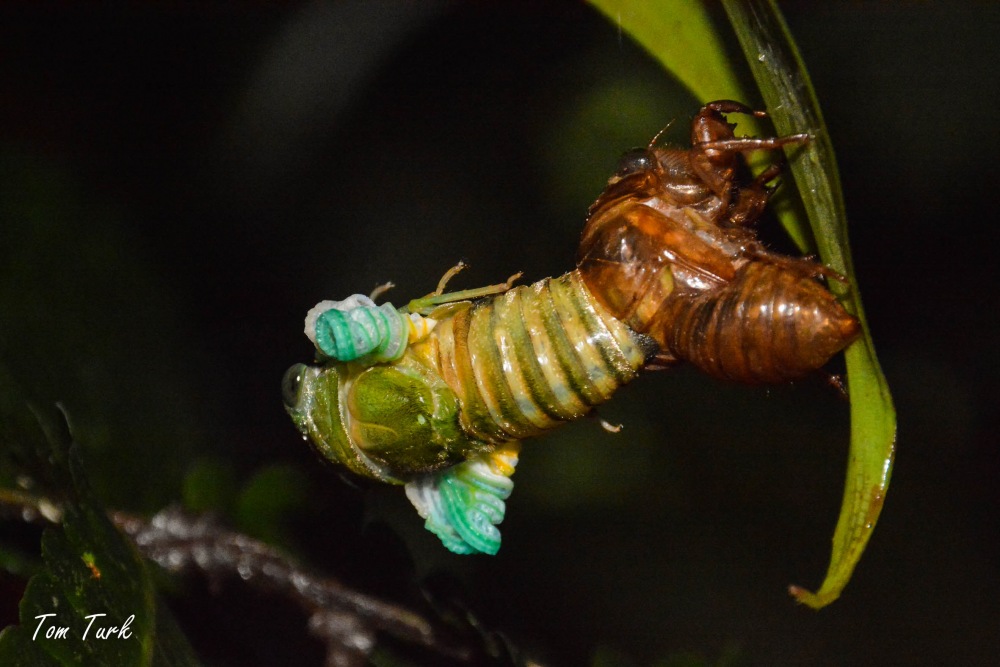 škržati/cicadas