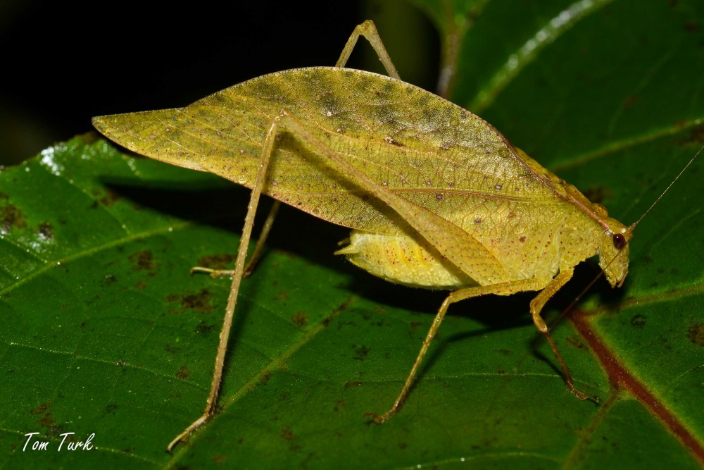 kobilice/grasshoppers