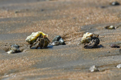 Kostarika23-351-of-455