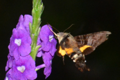 Kostarika23-361-of-455