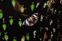 Kostarika23-398-of-455