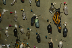 Kostarika23-400-of-455