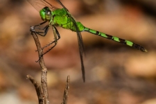 kačji pastirji/dragonflies