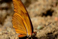 metulji/butterflies