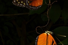 metulji/butterflies