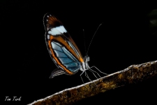 metulji/butterflies