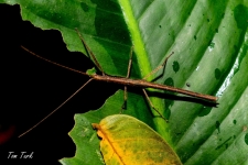 paličnjaki/stick insect