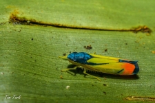škržatki/leafhoppers