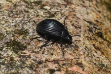 hrošči/beetles