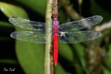 kačji pastirji/dragonflies